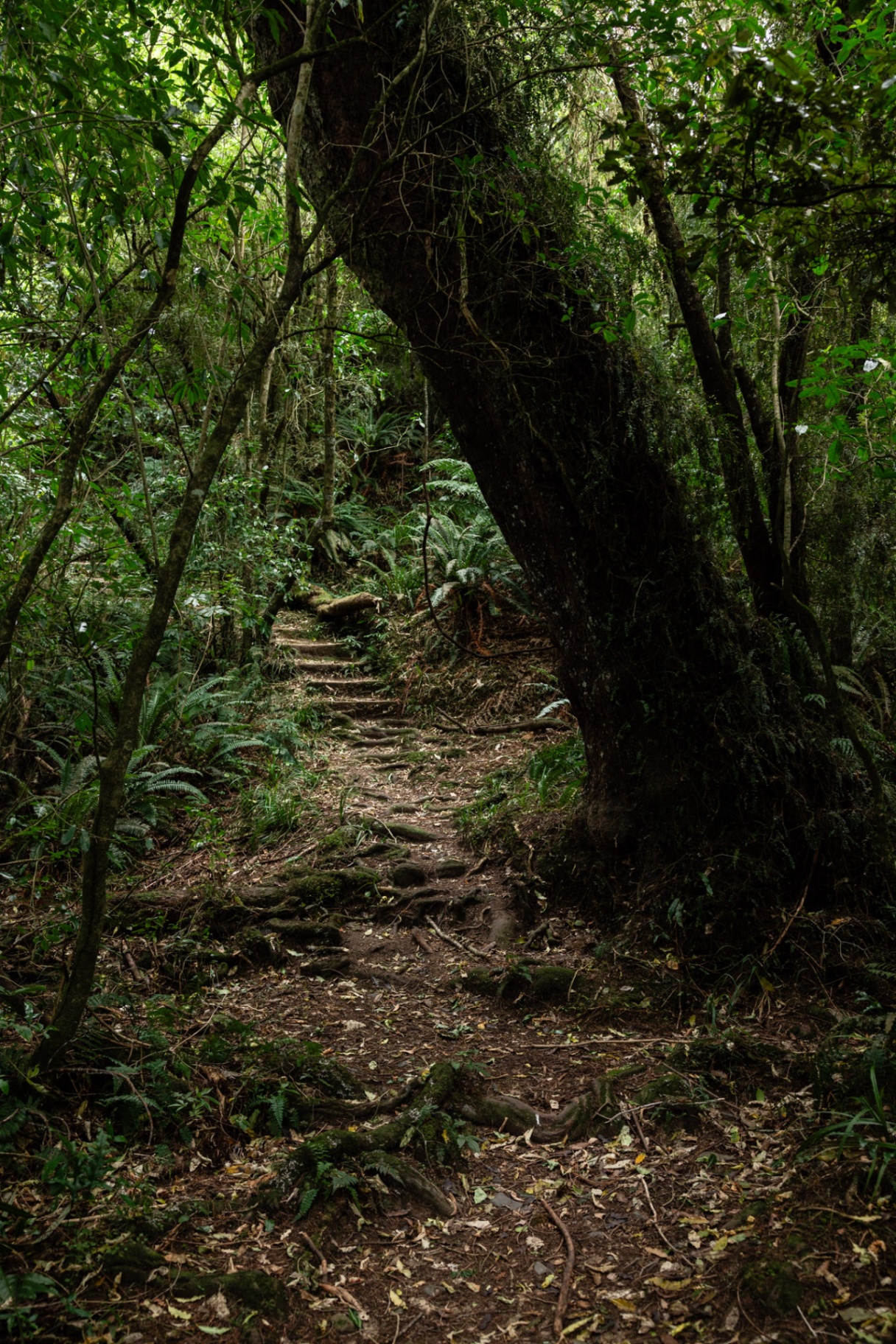Root-lined bush track climbing beneath ancient trees in Peel Forest