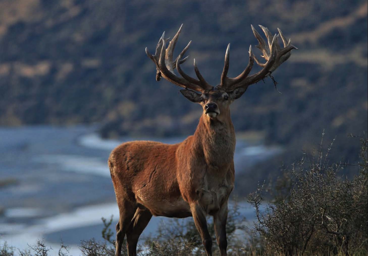 Hunting in the High Country